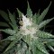 Super Mazar feminised Ganja Seeds