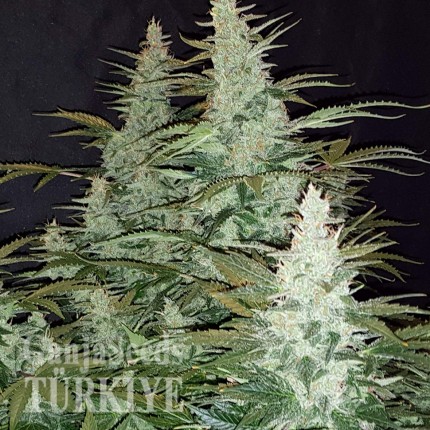 Super Mazar feminised Ganja Seeds