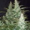 Super Mazar feminised Ganja Seeds