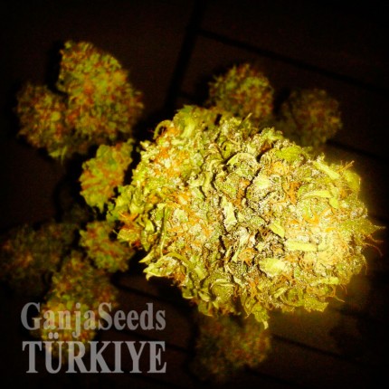 Cheese feminised Ganja Seeds