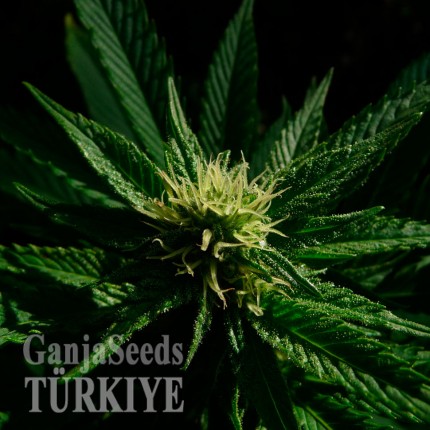 Cheese feminised Ganja Seeds