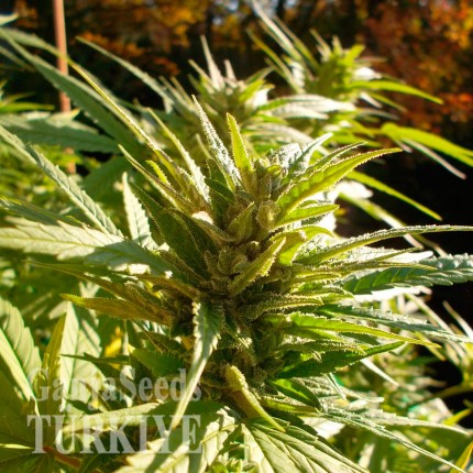 Cheese feminised Ganja Seeds