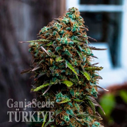 Cheese feminised Ganja Seeds