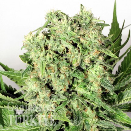 Cheese feminised Ganja Seeds