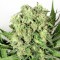 GanjaSeeds internet mağazasından online kenevir tohumu siparişi ver Cheese feminised Ganja Seeds