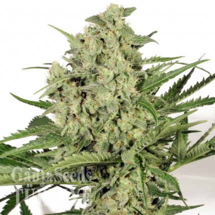 Cheese feminised Ganja Seeds