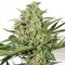 GanjaSeeds internet mağazasında fotoperiyod dişileştirilmiş kenevir tohumları Cheese feminised Ganja Seeds