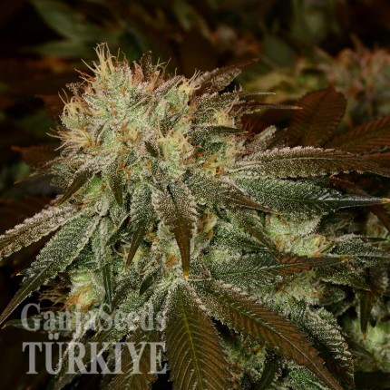 Cheese feminised Ganja Seeds