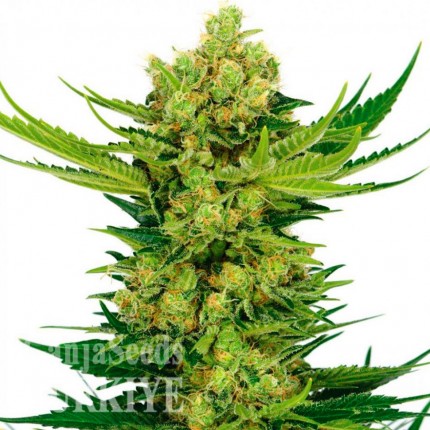 Cheese feminised Ganja Seeds