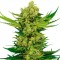 Cheese feminised Ganja Seeds Yüksek verimli kenevir tohumları