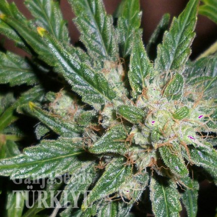 Cheese feminised Ganja Seeds