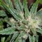 Cheese feminised Ganja Seeds Kenevir kültürü tohumları