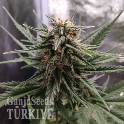 Cheese feminised Ganja Seeds