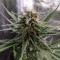 Cheese feminised Ganja Seeds Orijinal ambalajda kenevir tohumları