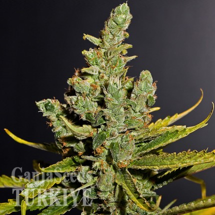 Cheese feminised Ganja Seeds