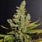 Cheese feminised Ganja Seeds Güçlü kenevir tohumları