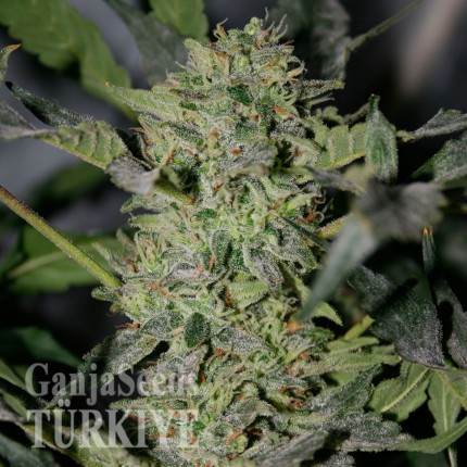 Sensi Star feminised Ganja Seeds