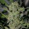 Sensi Star feminised Ganja Seeds