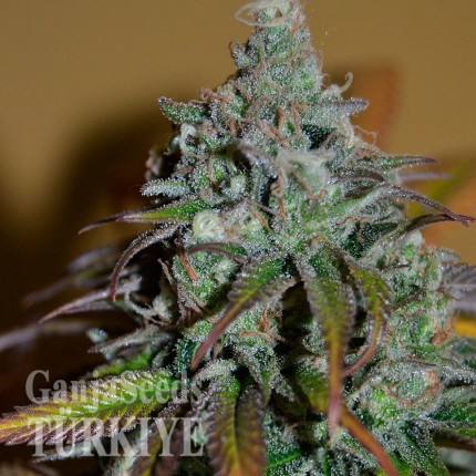 Sensi Star feminised Ganja Seeds