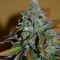 Sensi Star feminised Ganja Seeds