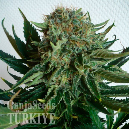 Sensi Star feminised Ganja Seeds