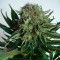 Sensi Star feminised Ganja Seeds