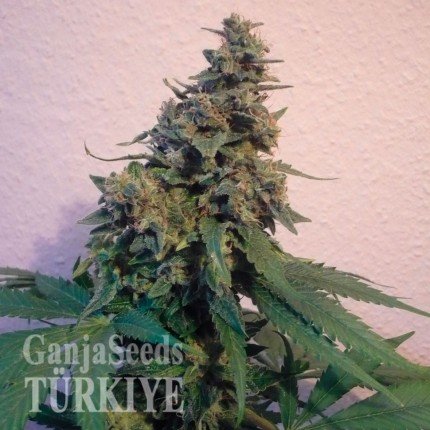 Sensi Star feminised Ganja Seeds