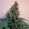 Sensi Star feminised Ganja Seeds