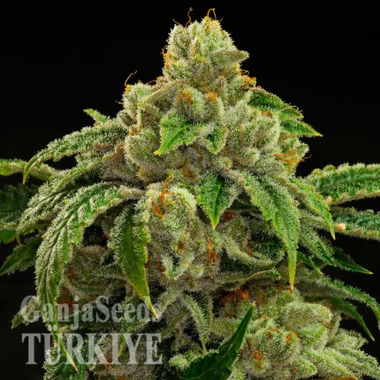 Sensi Star feminised Ganja Seeds