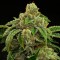 Sensi Star feminised Ganja Seeds