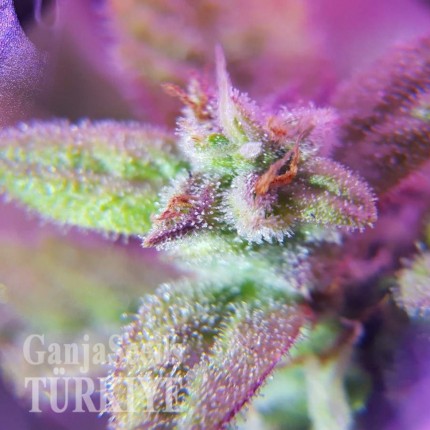 Auto Maxigom x Northern Lights feminised Ganja Seeds