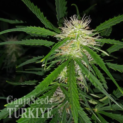 Auto Maxigom x Northern Lights feminised Ganja Seeds