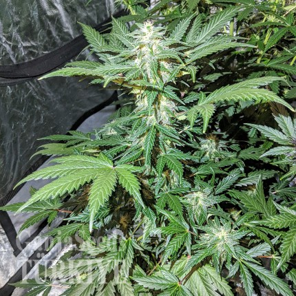 Auto Maxigom x Northern Lights feminised Ganja Seeds