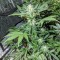 Auto Maxigom x Northern Lights feminised Ganja Seeds Orijinal ambalajda kenevir tohumları