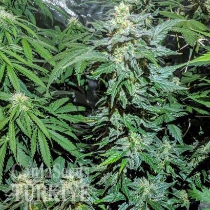 Auto Maxigom x Northern Lights feminised Ganja Seeds