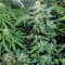 Auto Maxigom x Northern Lights feminised Ganja Seeds Kenevir tohumları