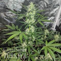 Auto Maxigom x Northern Lights feminised Ganja Seeds