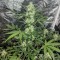 Auto Maxigom x Northern Lights feminised Ganja Seeds Otomatik çiçeklenen dişileştirilmiş kenevir tohumu