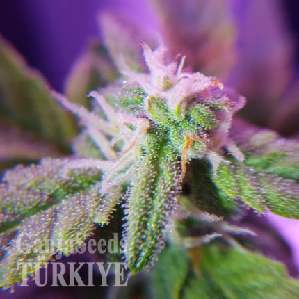 Auto Maxigom x Northern Lights feminised Ganja Seeds