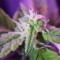 Auto Maxigom x Northern Lights feminised Ganja Seeds Online kenevir tohumu