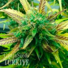 Think Fast feminised Ganja Seeds