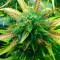 Think Fast feminised Ganja Seeds