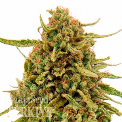 Widow Remedy feminised Ganja Seeds