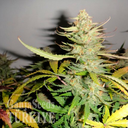 Auto Afghani #1 feminised Ganja Seeds