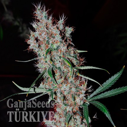 Auto Kali Mist feminised Ganja Seeds