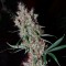 Aydın’da  Auto Kali Mist feminised Ganja Seeds kenevir tohumu