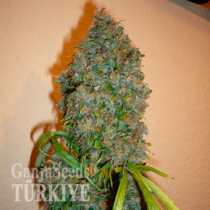 Auto Kali Mist feminised Ganja Seeds