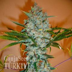 Auto Kali Mist feminised Ganja Seeds