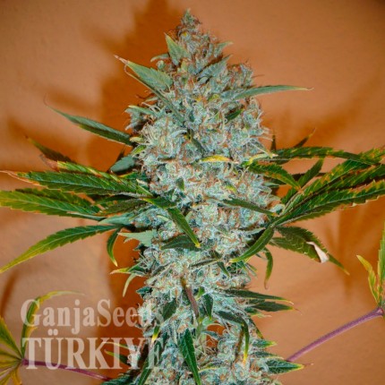 Auto Kali Mist feminised Ganja Seeds