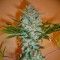 Bursa’da  Auto Kali Mist feminised Ganja Seeds kenevir tohumu